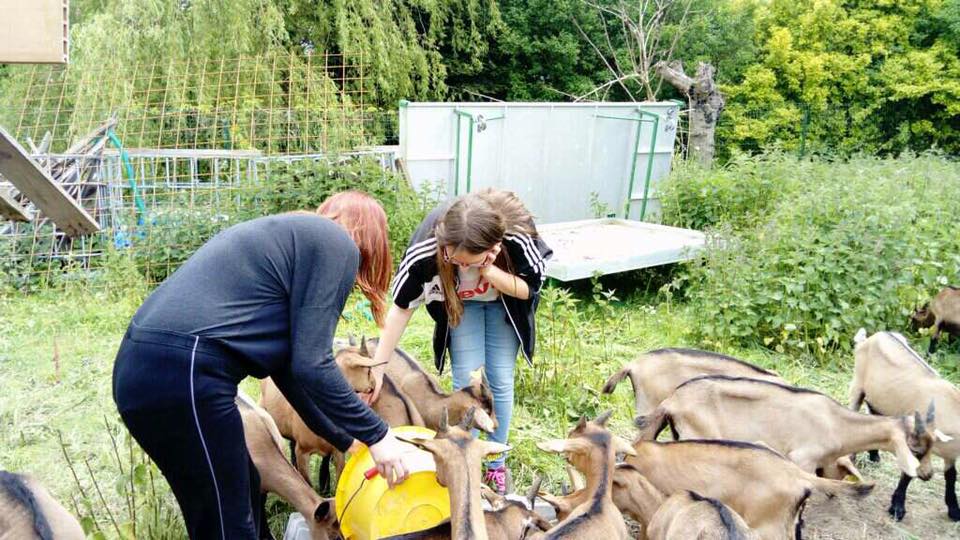 Lycée Professionnel St Joseph Bucquoy (62) Animaux en liberté